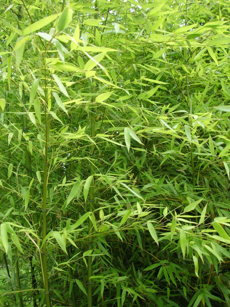 bambus w ogrodzie