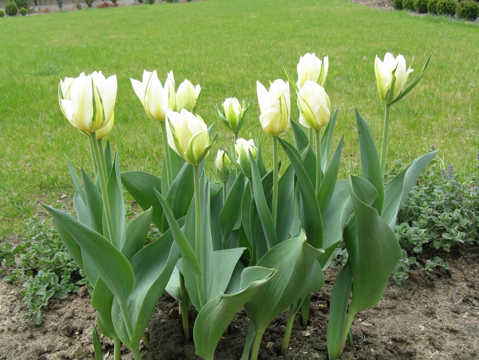 Tulipanowo