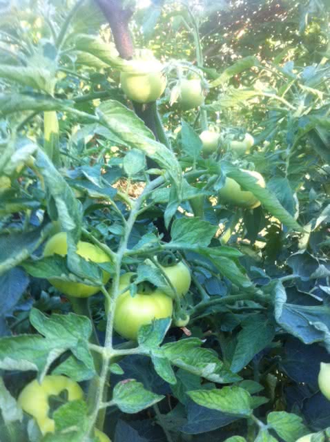 pomidor 3.JPG