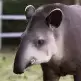 Artur Tapir