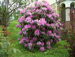 250px-Rhododendron_catawbiense_a4.jpg