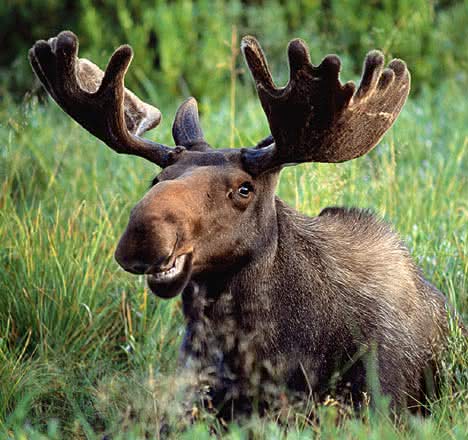 Funny_moose_face_001.jpg