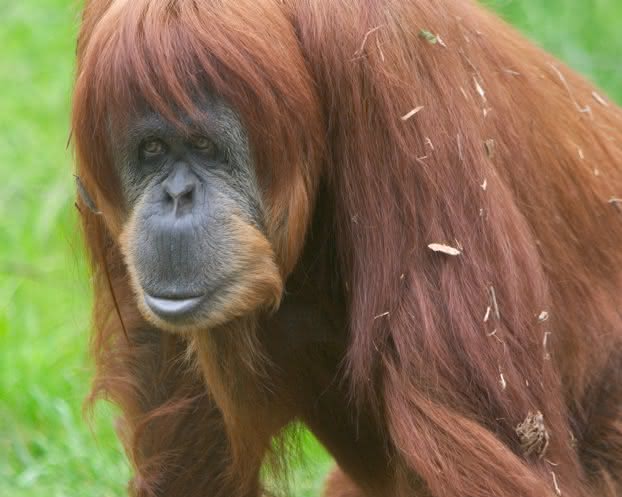 Orangutan-m.jpg