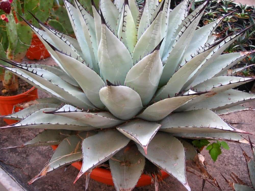 agave-2Bneomexicana.jpg