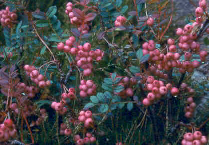 sorbus_reducta_fruit.jpg